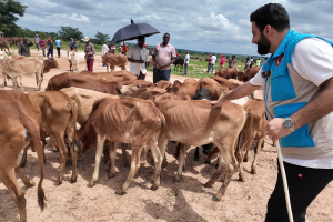 Büyükbaş Kurban Kesimi İbadeti 